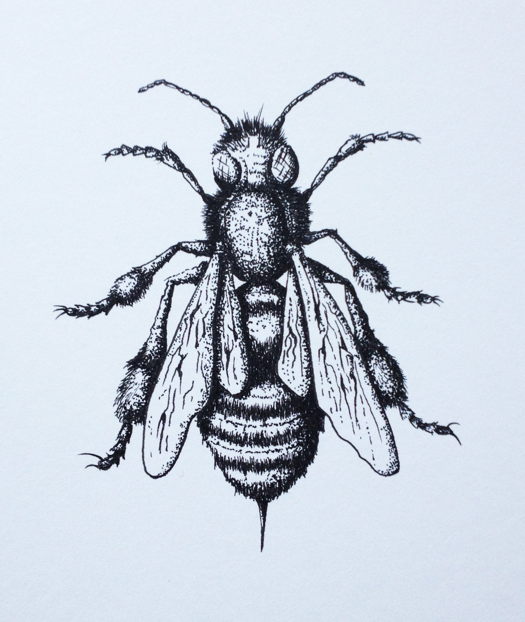 Bee Drawing by LordColinOneal on DeviantArt