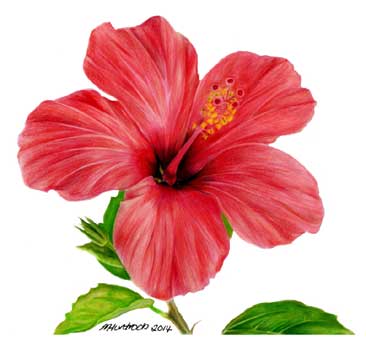 HIBISCUS FLOWER by MARIE HUNTRODS at STARVING ARTISTS