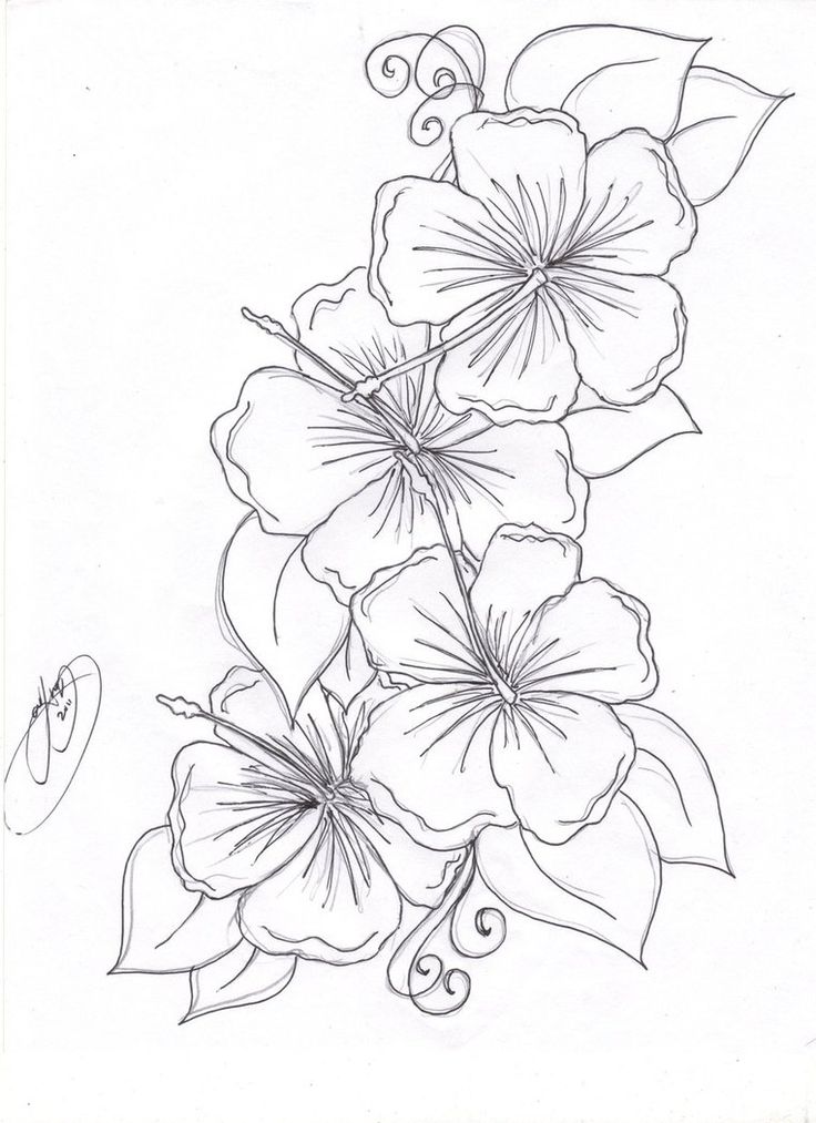 Hummingbird Hibiscus Tattoo Drawing | The Hibiscus Flowers Tattoo ...