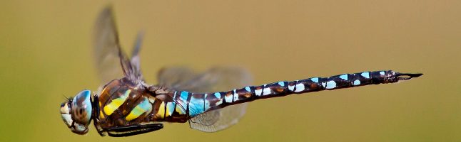 british-dragonflies.org.uk | Working to conserve dragonflies and ...