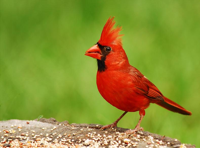 File:Cardinal.jpg - Wikimedia Commons