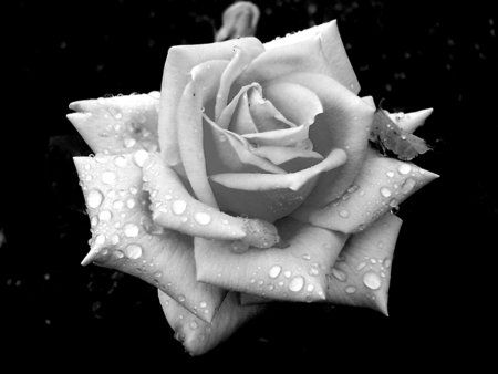 Black and White Rose Photography | black and white rose nice ...