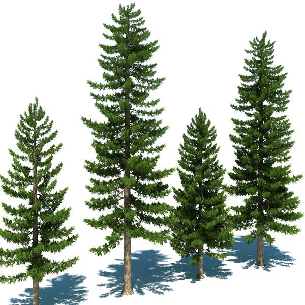 Pine trees | Trees to Draw From | Pinterest