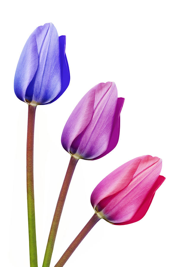 Trio Of Tulips Purple Lilac Pink by Natalie Kinnear - Trio Of ...