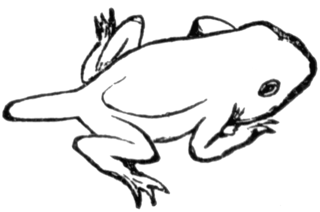 tadpole with legs clipart - photo #32