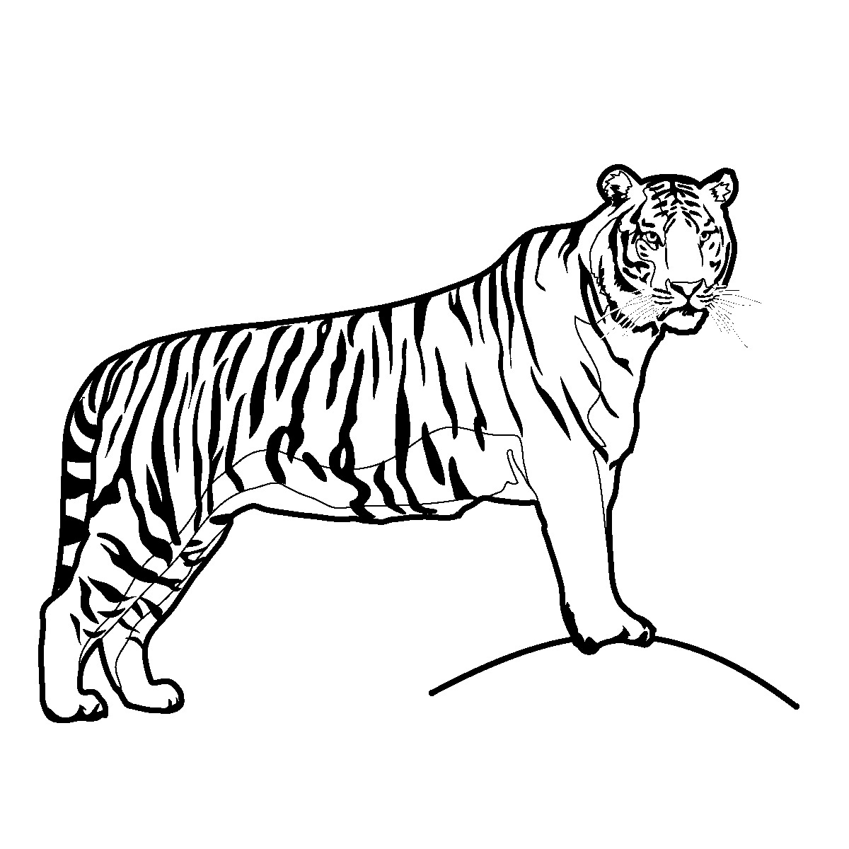 Black And White Clip Art Tiger Images & Pictures - Becuo