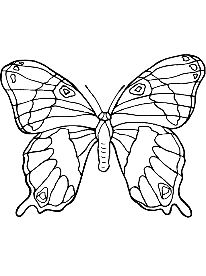Realistic Butterfly - Cliparts.co