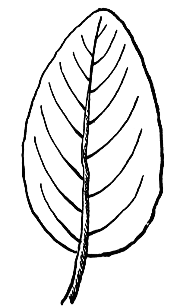 leafs line