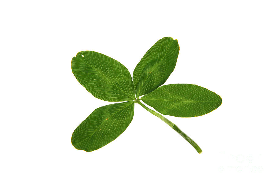 Four Leaf Clover by Photo Researchers - Four Leaf Clover ...