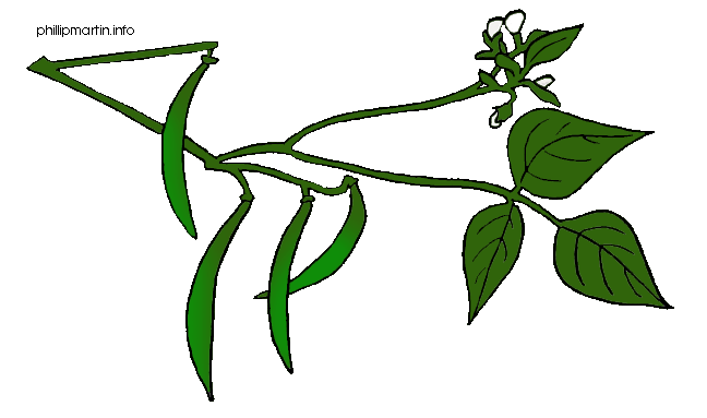 Green Bean Plant Clipart Images & Pictures - Becuo