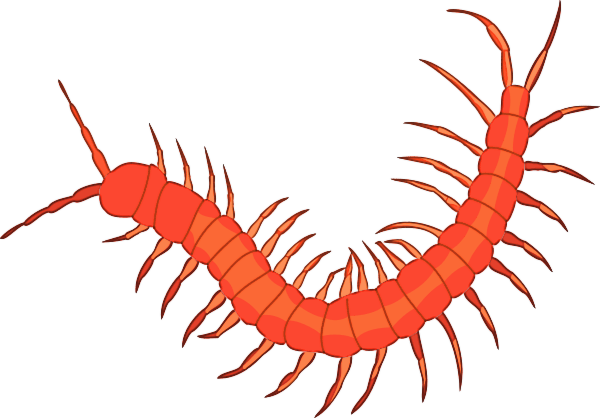 Free Centipede Clip Art