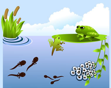 Articles and pictures about the Life Cycle of a Frog including ...