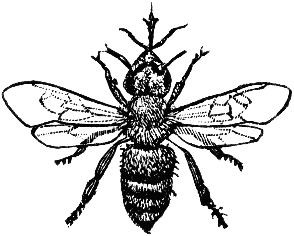Honey Bee | ClipArt ETC