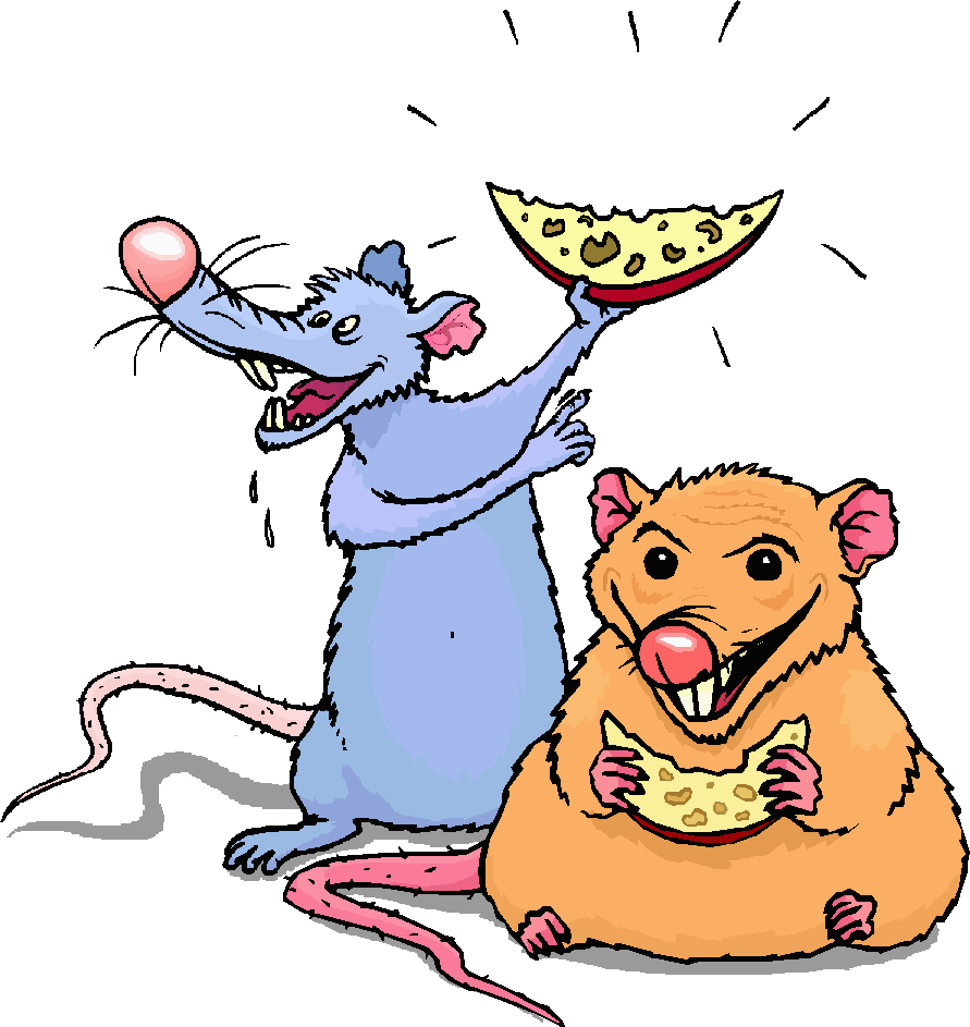 Diet of fancy rat