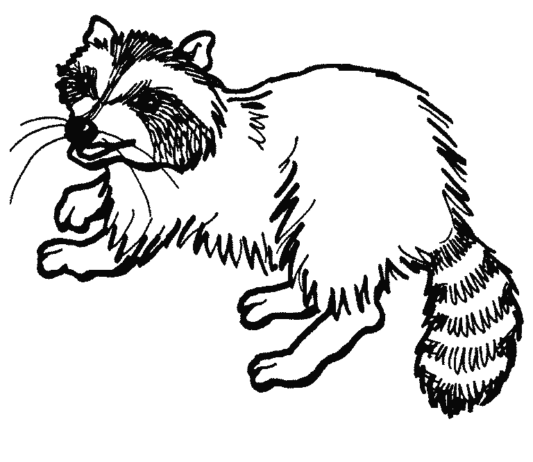 color Raccoon coloring pages for kids | Coloring Pages
