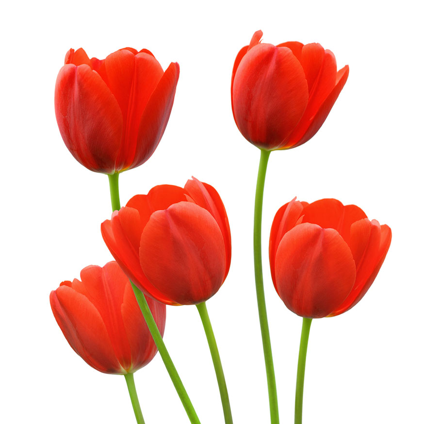 Red Tulips — Crafthubs