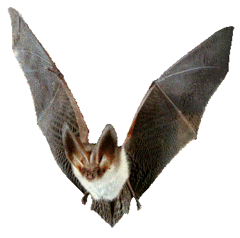 There's much to learn about Northern Long Eared Bat | Maine Forest ...