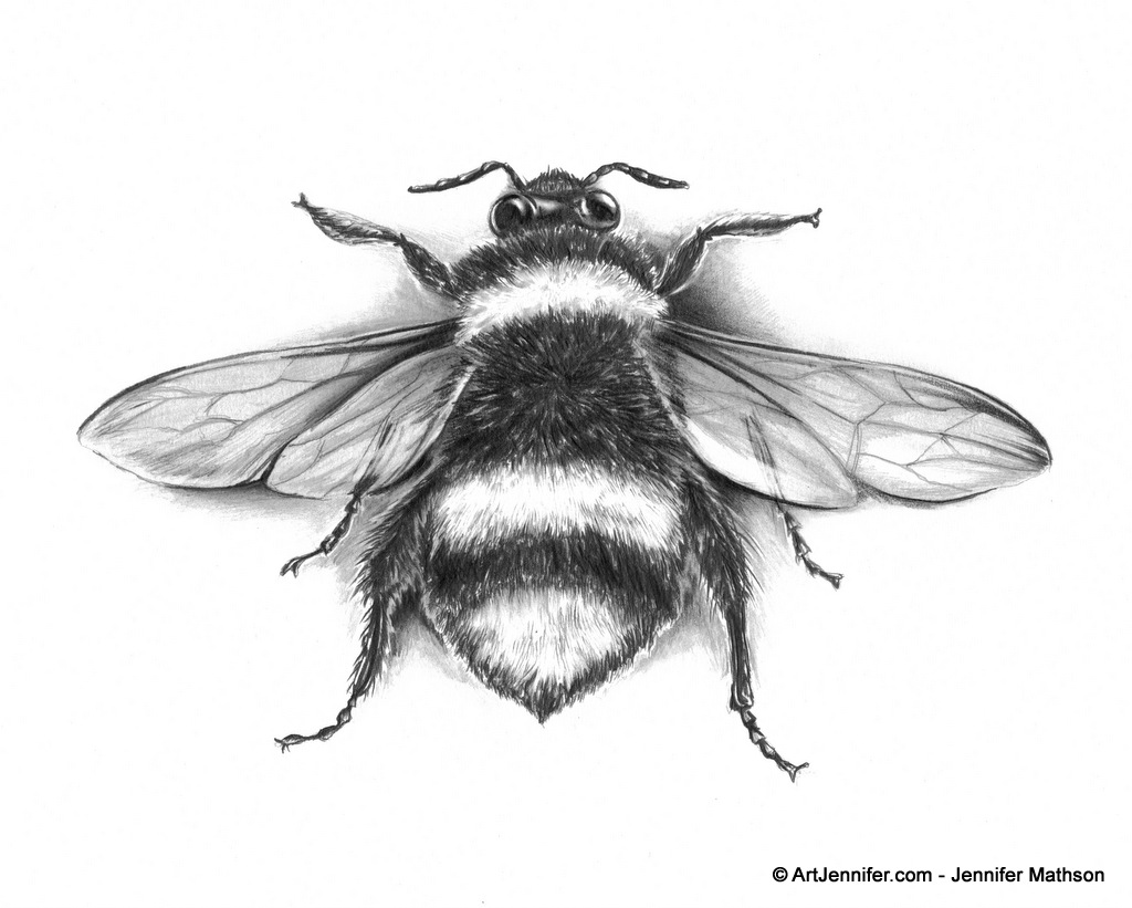 Bee Insect Scientific Specimen Drawing - ArtJennifer