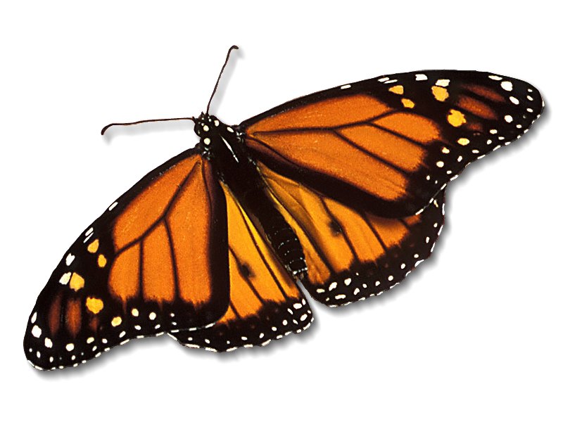 Monsanto's Roundup Ready Crop System Puts Monarch Butterflies at ...
