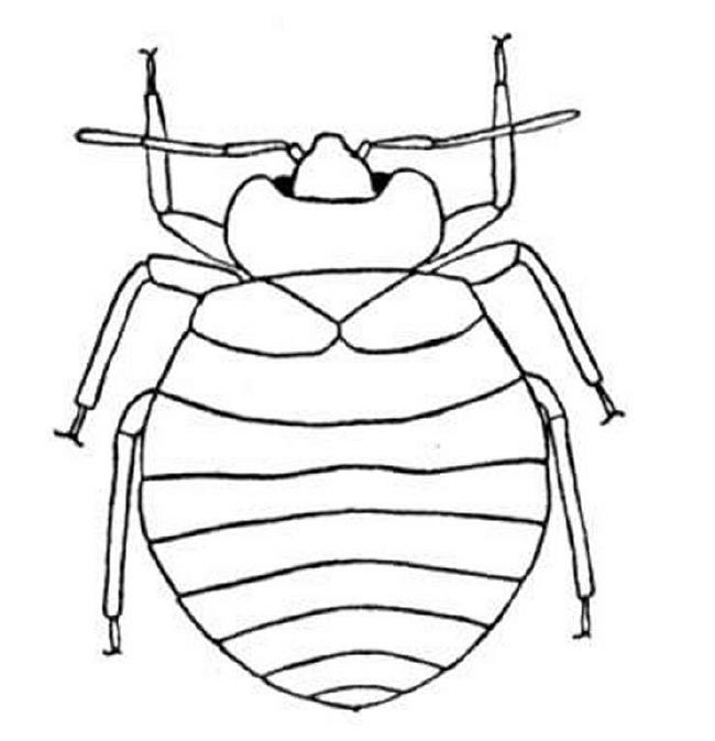Printable bug coloring pages Mike Folkerth - King of Simple ...