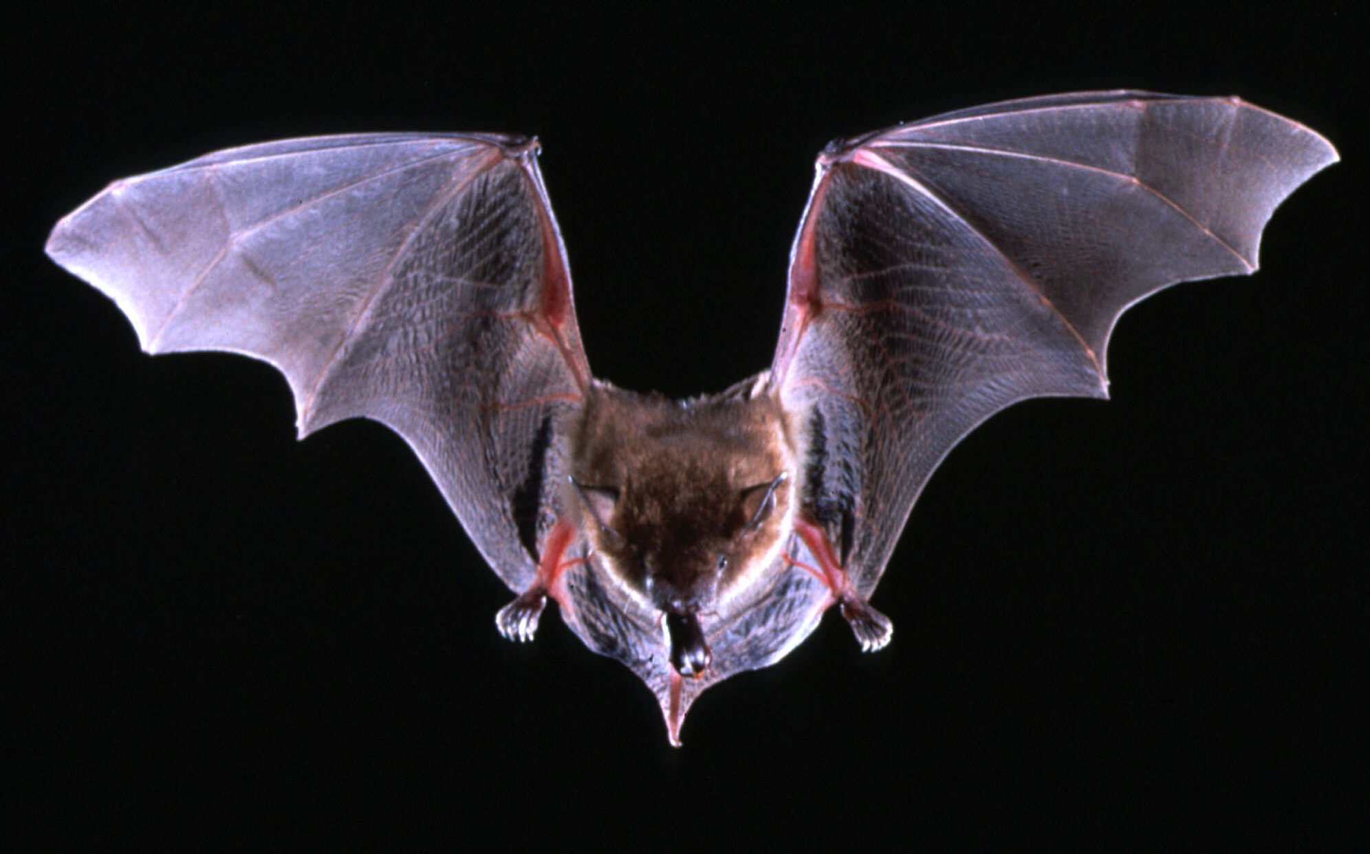 State says bats found in Portland, Medford test positive for ...