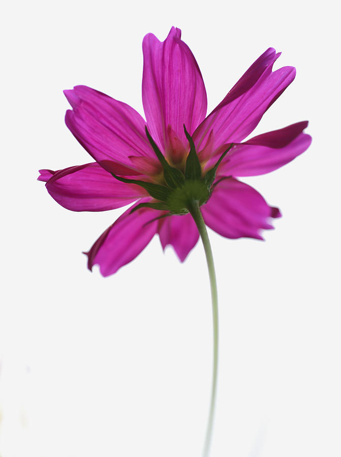 Single Pink Flower by Beckie Bragga - Single Pink Flower ...