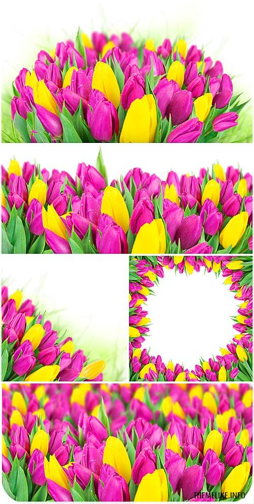 Vector background with flowers, lilacs, tulips, crocuses - All ...