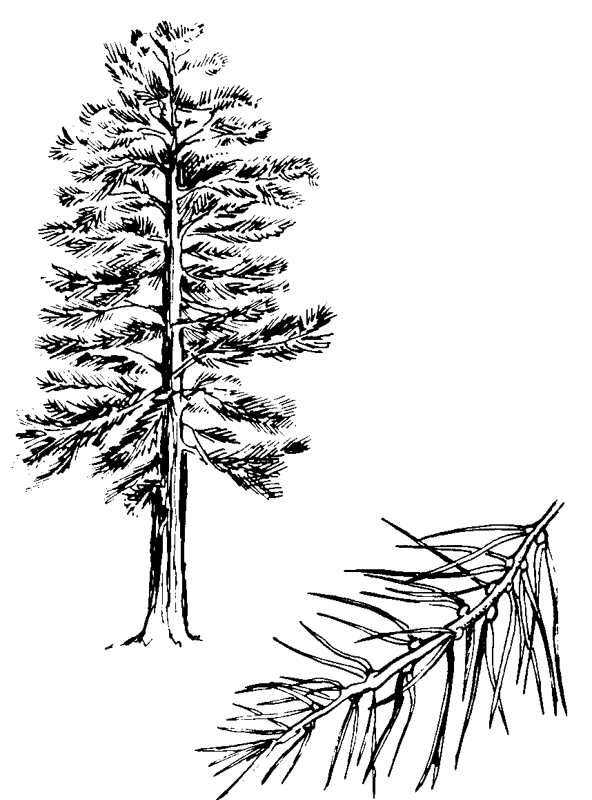 Pine Tree Branch Sketch Images & Pictures - Becuo