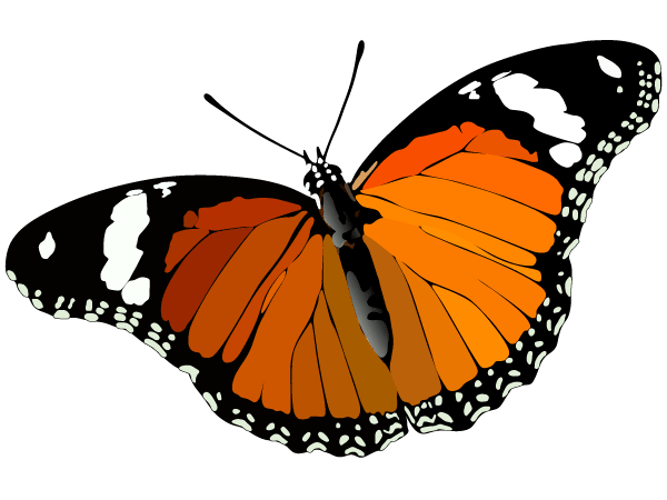 Butterfly Vector Image | Download Free Animals Vector Graphics