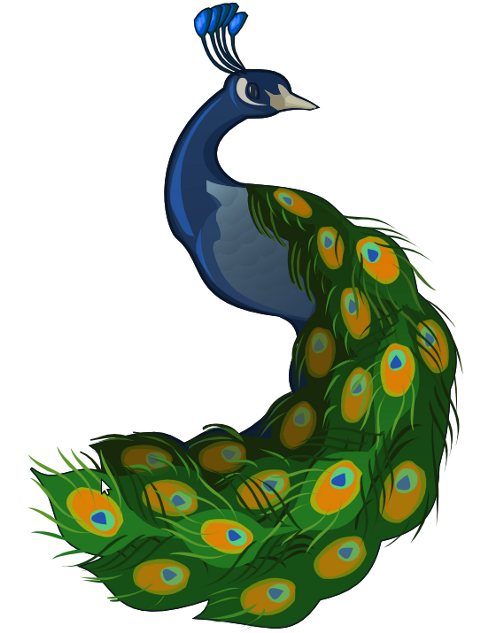 Peacock Clip Art - ClipArt Best