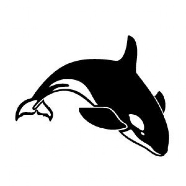 Killer Whale Vectors, Photos and PSD files | Free Download