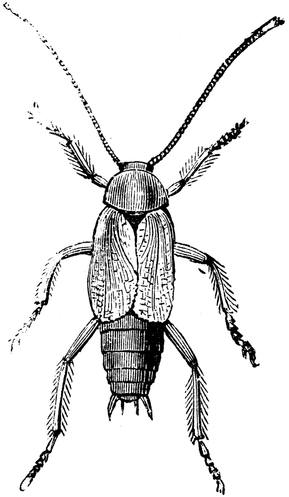 Female Cockroach | ClipArt ETC