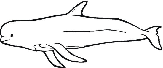 Beluga Whale Cartoon - Cliparts.co