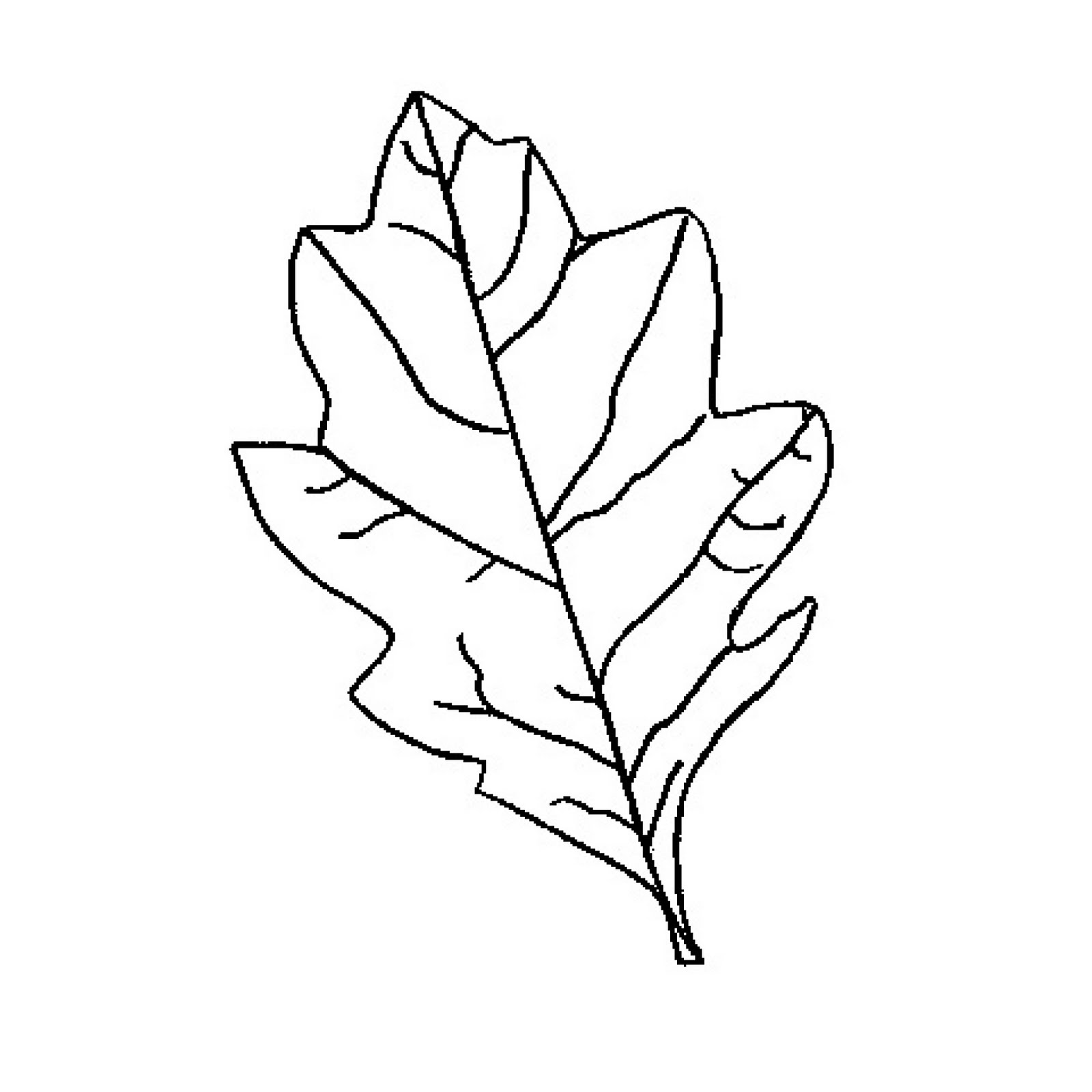 Oak Leaf Outline Cliparts co