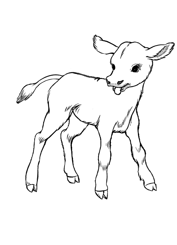 ethiopian wolf coloring page - smilecoloring.com
