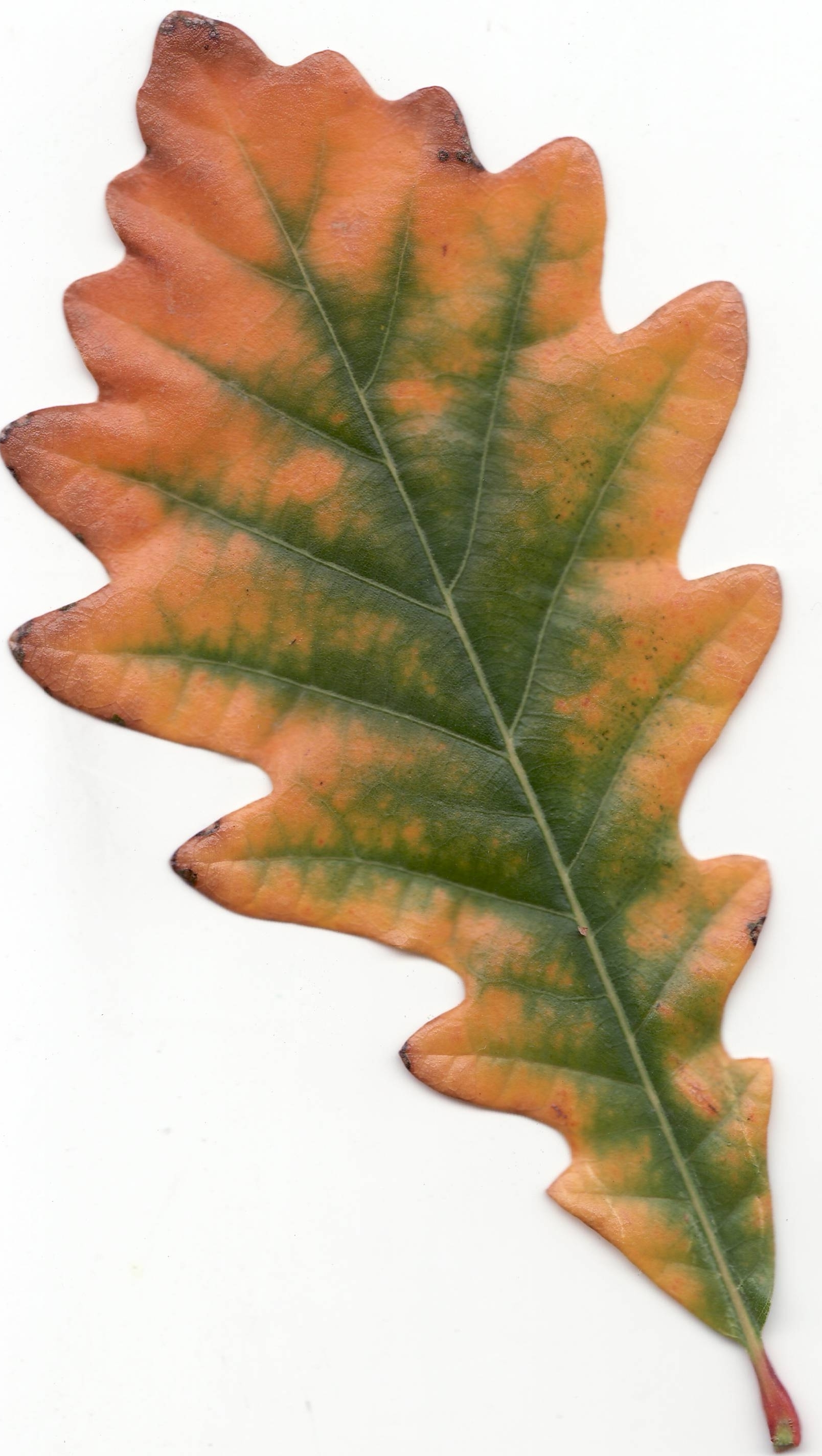 File:Autumn Swamp White Oak Leaf.jpg - Wikimedia Commons