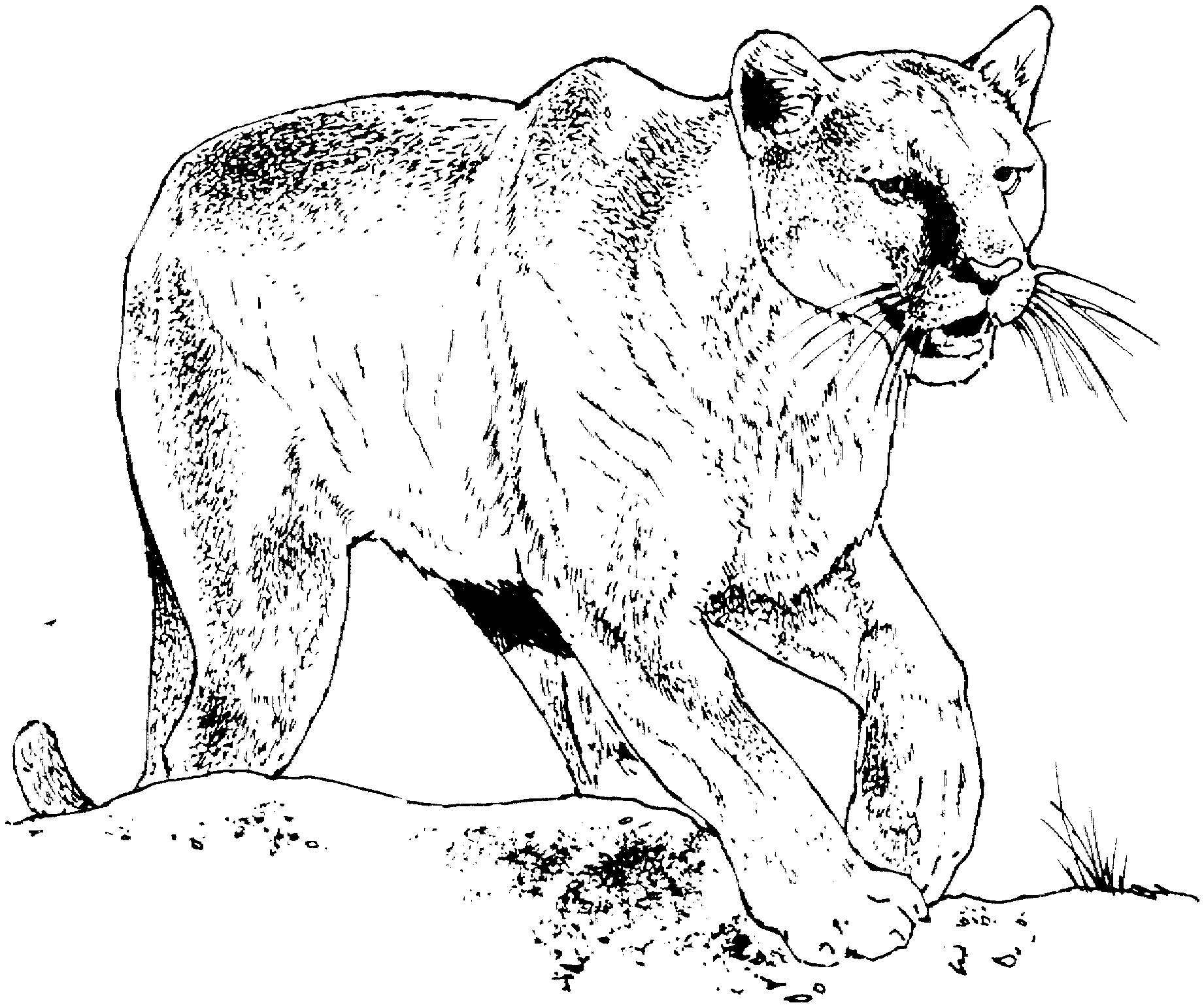 cougar-11.gif