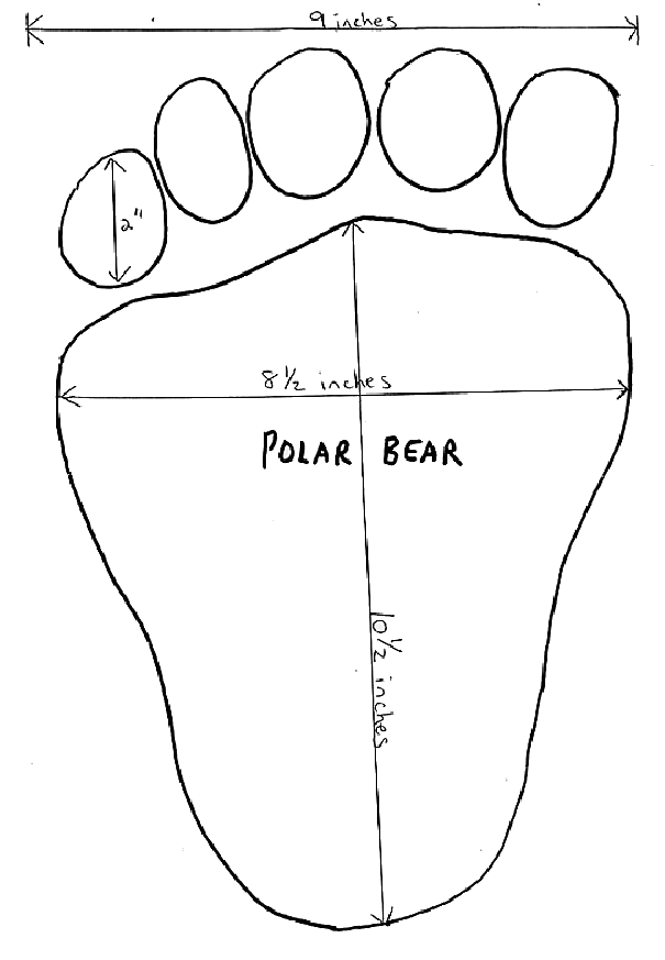 Free Polar Bear Clipart, 1 page of Public Domain Clip Art