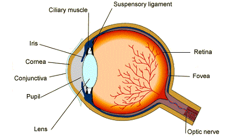 Write English essay in an easy way: talk about eye muscle
