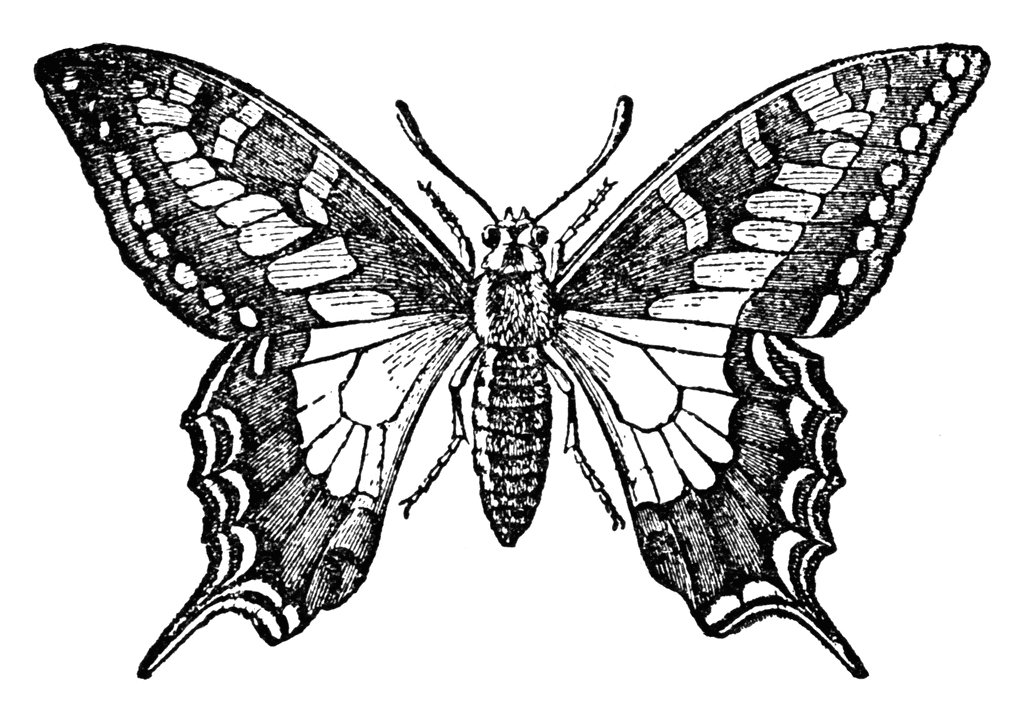 Butterfly Wings Clip Art