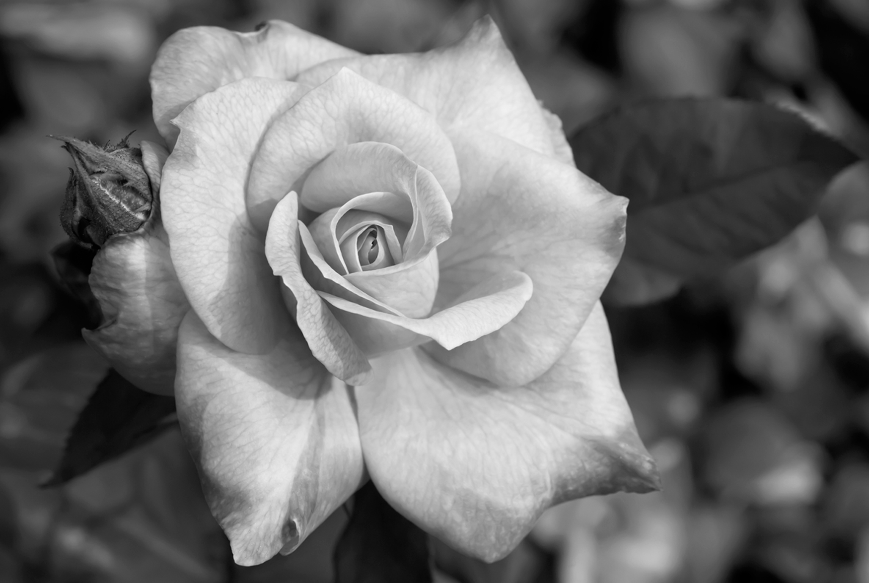 rose-flower-photography-art-print-in-black-white-flowers-in