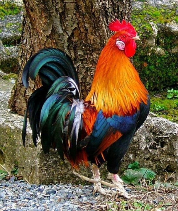 Beautiful Rooster | Roosters Rule | Pinterest