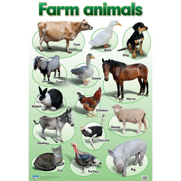 Farm Animals Chart | Coloring Pages