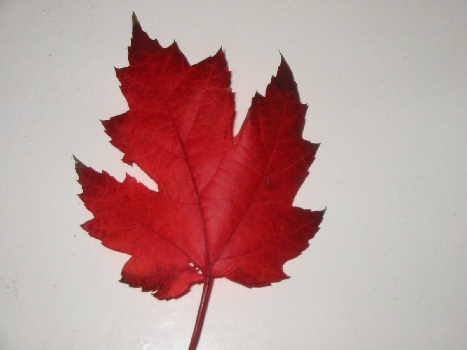 File:Canadian Maple Leaf.JPG - Wikimedia Commons