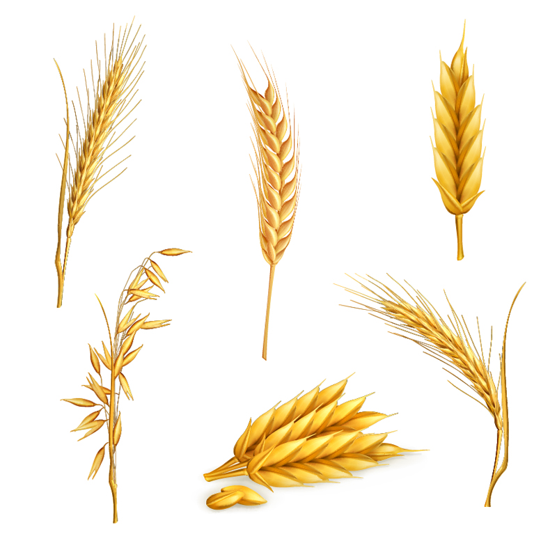 Free vector about wheat-2 | Download Free Vectors