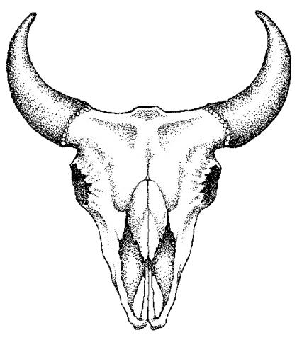 Pix For > Bull Skull Line Drawing