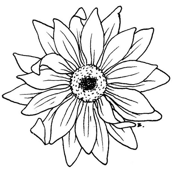 Pix For > Sunflower Line Drawing