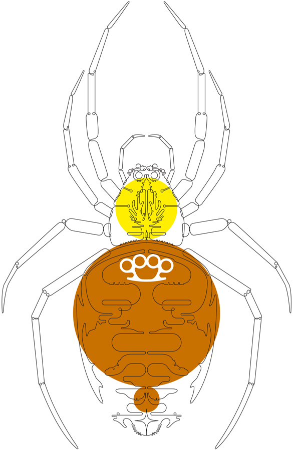 Spiders | RobotSpaceBrain