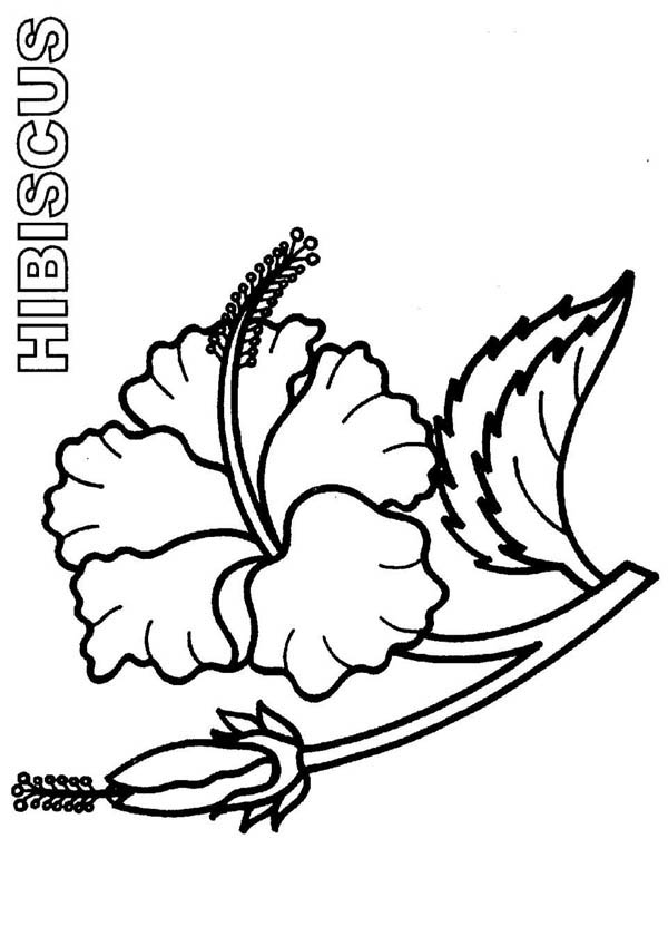 Bloom and Burgeon Hibiscus Flower Coloring Page | Color Luna