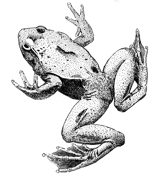Bullfrog Dissection